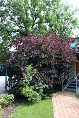 Cercis canadensis 'Forest Pansy' - zmarlika kanadská - celek léto